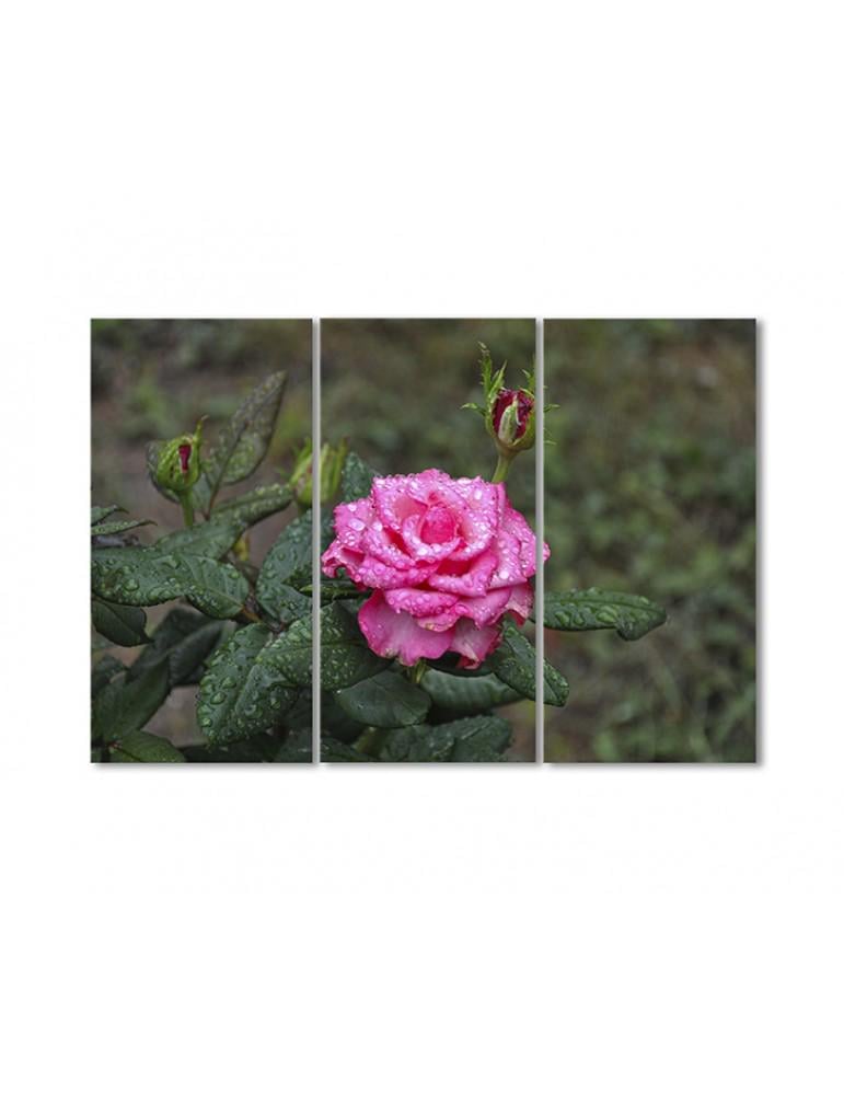 Картина модульная Розовая роза после дождя 3 модуля 120x180 см