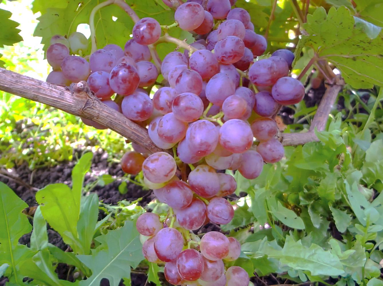 Саженец Виноград Кишмиш Калина 3 шт. (38287441)
