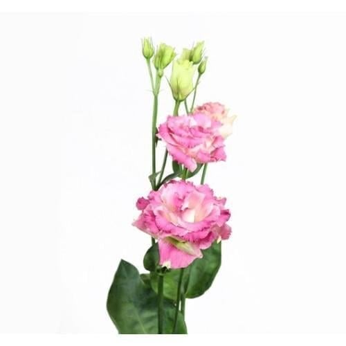 Семена цветов Эустома Лизиантус Alissa 2 Pink Flash Sakata 50 шт. (BN13262-3)