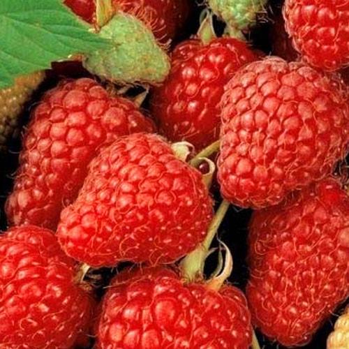 Сажанец LMTD Малина ремонтантная Zefa Herbsternte сортовая укорененная высота 50-70 см (184892)