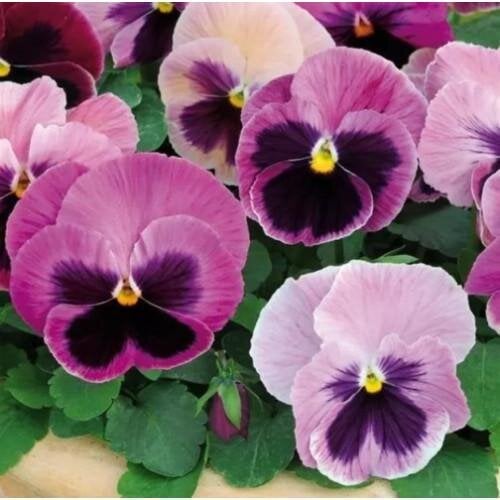 Семена цветов Виола Spring Matrix F1 Pink Shades PanAmerican 500 шт. (BN10131-2)