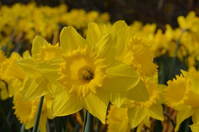 Нарцисс Florium Dutch Master (5756) - фото 3