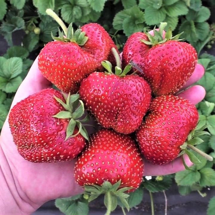 Саженец клубники Kiss Nellys средняя сочная (1938270407)