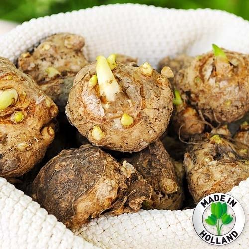 Калла Florium Ефіопська (3747) - фото 3 Калла Florium Ефіопська (3747) - фото 3