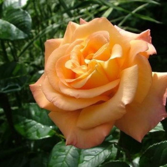 Роза Australian Gold Флорибунда в контейнере (2669455780) Роза Australian Gold Флорибунда в контейнере (2669455780)