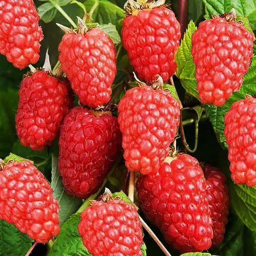 Саженец малины ремонтантной 2 засухоустойчивая (1210103221)