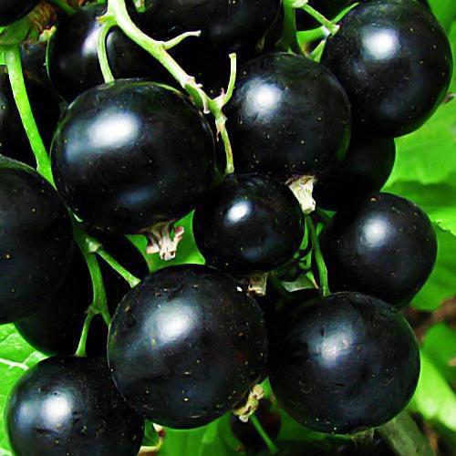 Саджанець чорна Смородина Гоферт Gofert ранній термін дозрівання високоврожайний сорт (44817)