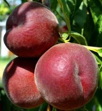 Саджанець персика Роял Меджестік Середньоспілий сорт (2076998308)