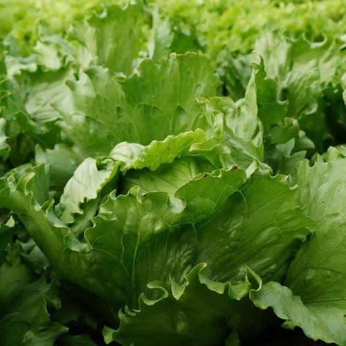 Насіння Салат Едуардо ТД Гекса-Україна 01-26-096 5000 шт. (IR02085)