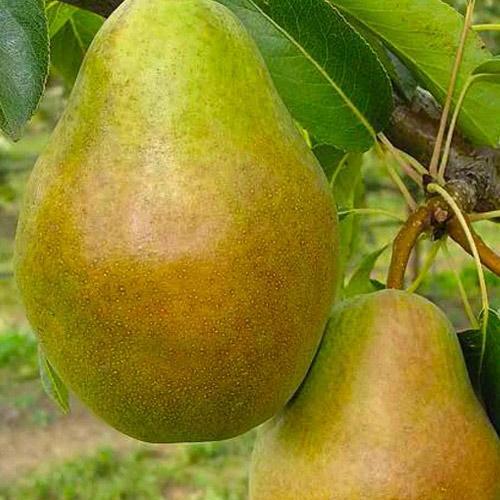 Саджанець Груша Марія зимовий сорт пізній термін дозрівання (35452)