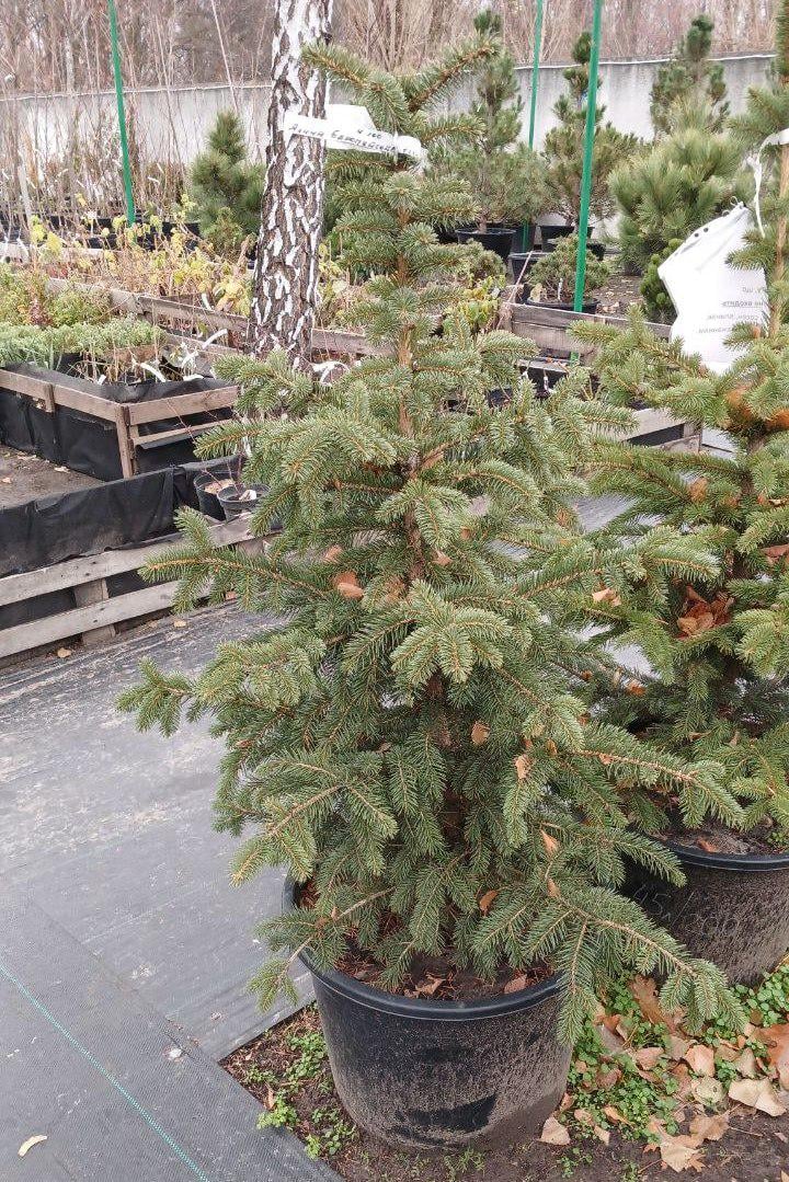 Ялина Європейська Picea abies Н100 (23182952)