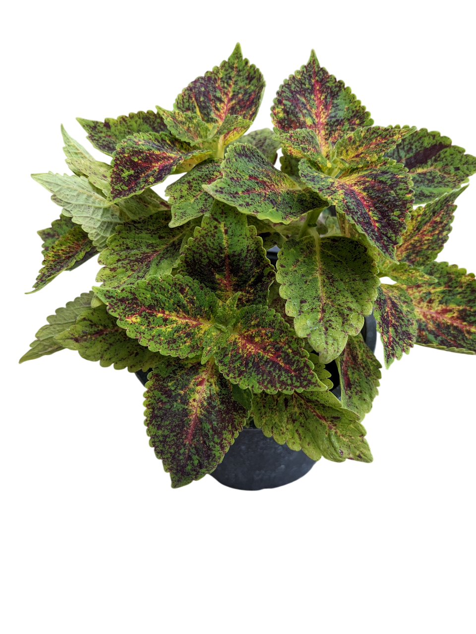 Растение Колеус Pink Thrill 11х20 см (27181683)