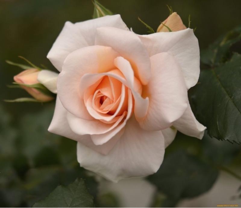 Роза Prima Donna Чайно-гибридная в контейнере (2669460473) - фото 2