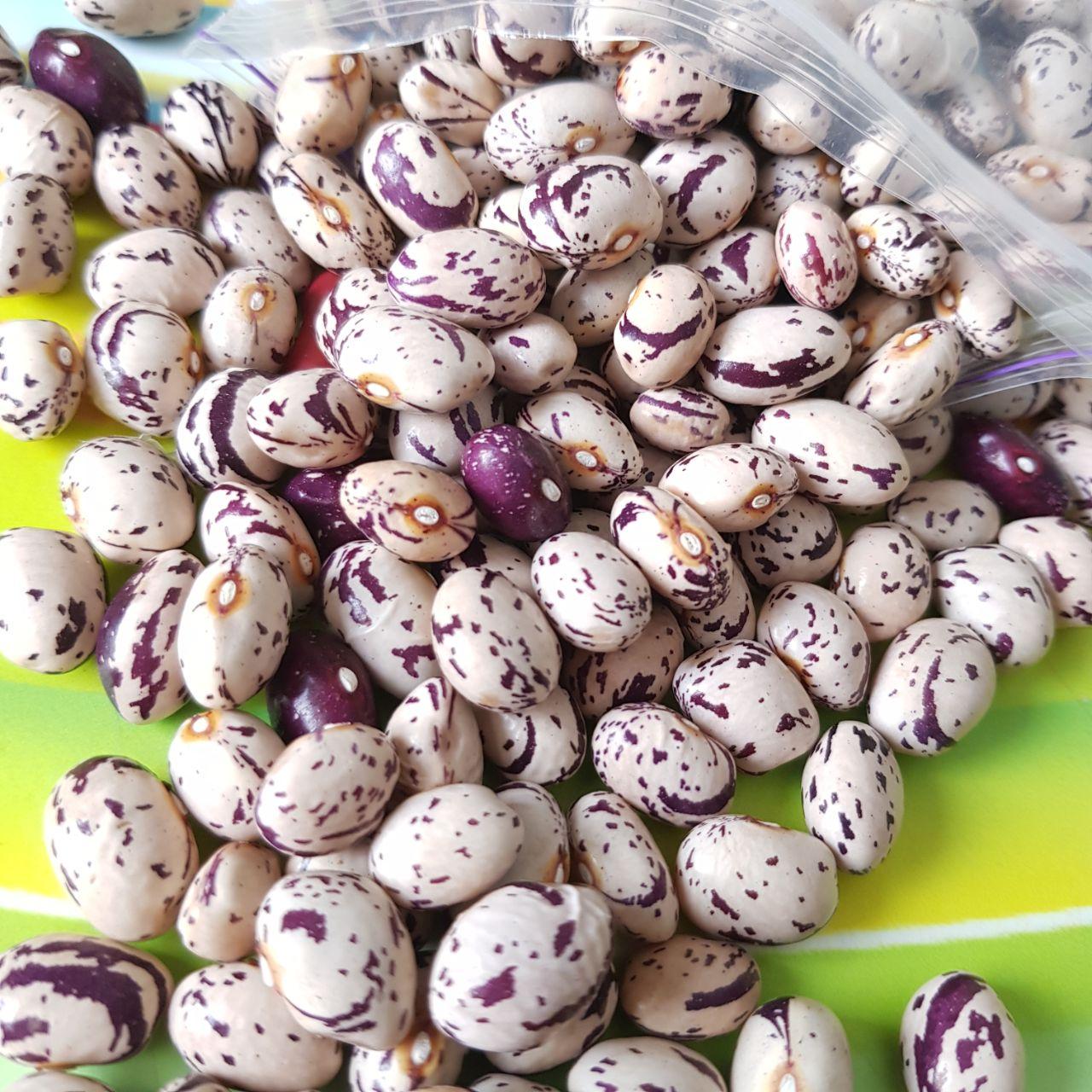 Насіння квасоля столова Ластівка 50 шт. (2976327135)