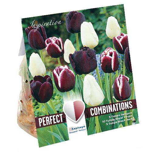 Комбо тюльпаныы Florium Triumph Black Blend брендовые луковицы Kapiteyn (15291)