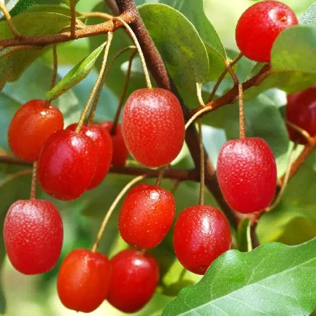 Саджанець гумі Монерон горщик р9 (2833892940)