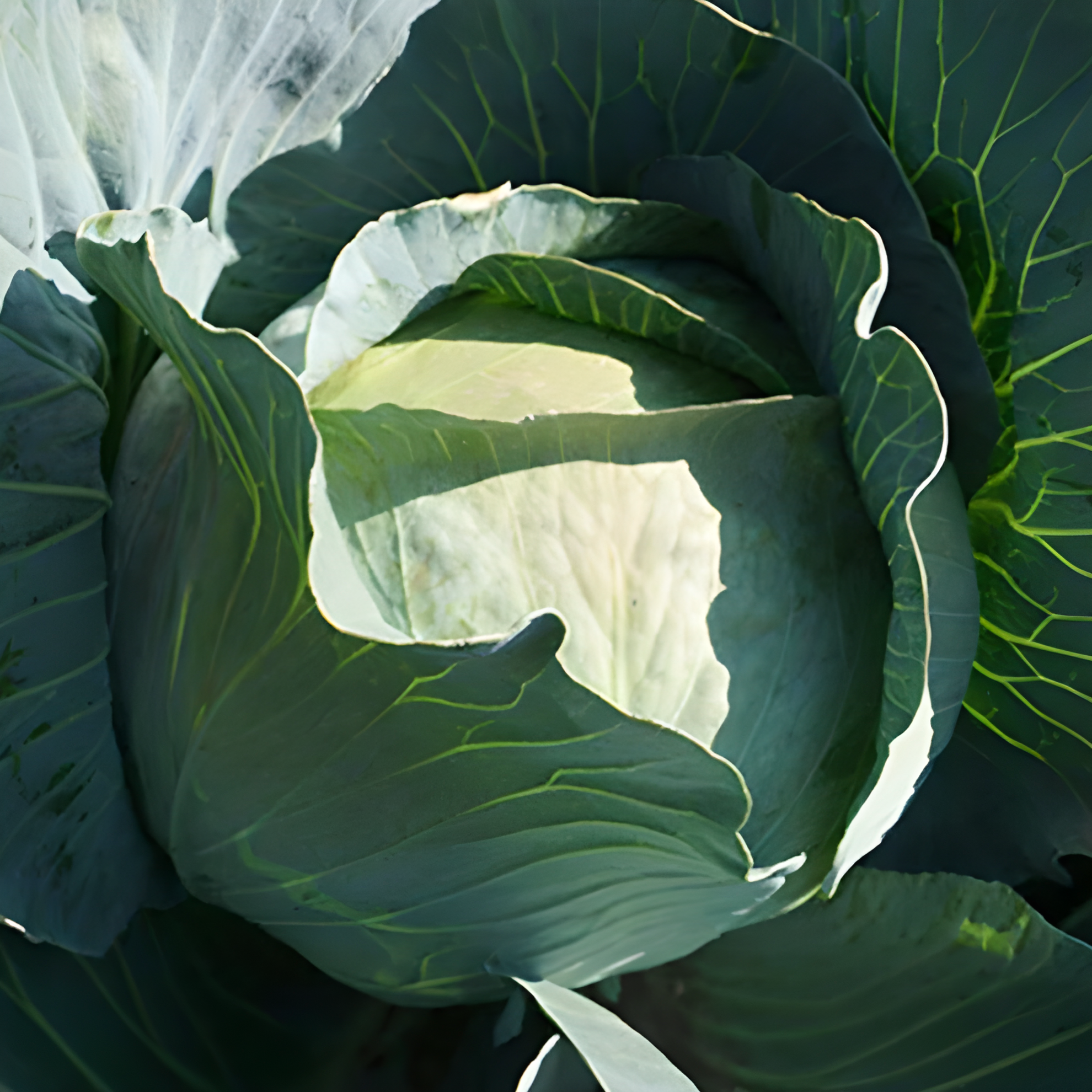 Насіння Капуста білокачанна Агресор F1 Syngenta ТД Гекса-Україна 01-06-025 2500 шт. (IR002649) Насіння Капуста білокачанна Агресор F1 Syngenta ТД Гекса-Україна 01-06-025 2500 шт. (IR002649)