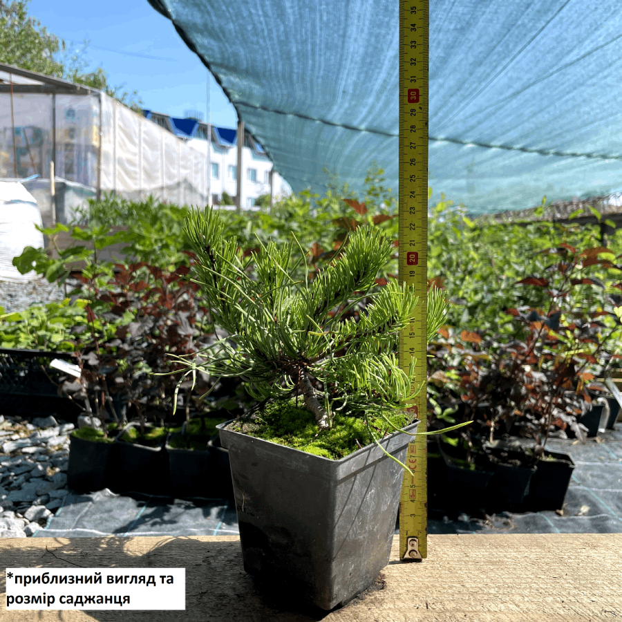 Саженец сосны горной Pinus mugo Pumilio Р9 (645191794) - фото 2 Саженец сосны горной Pinus mugo Pumilio Р9 (645191794) - фото 2