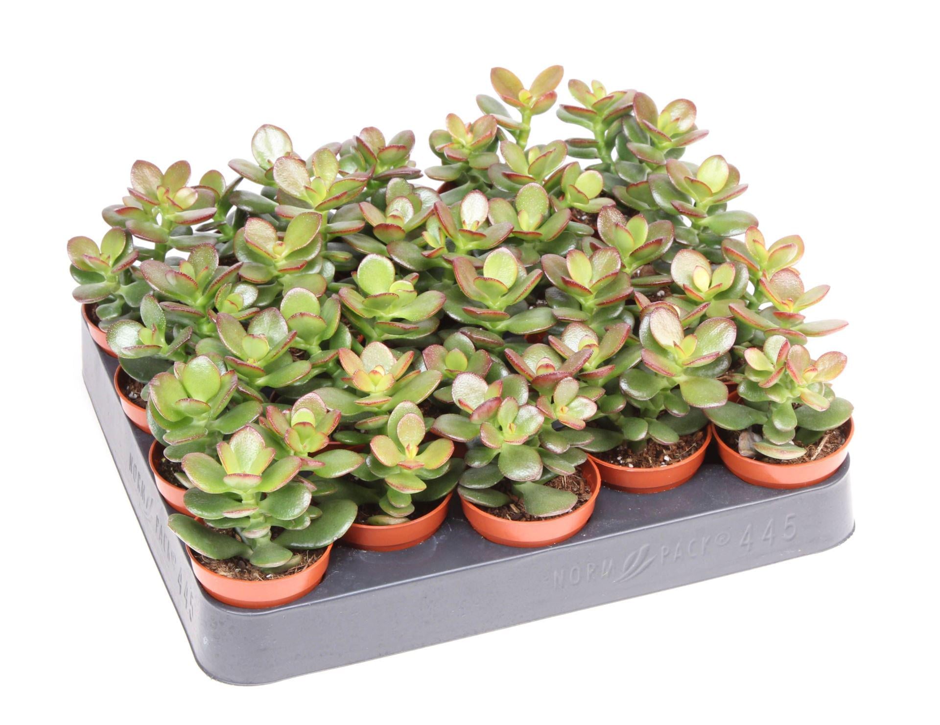 Крассула мінор Crassula Minor (38297462)