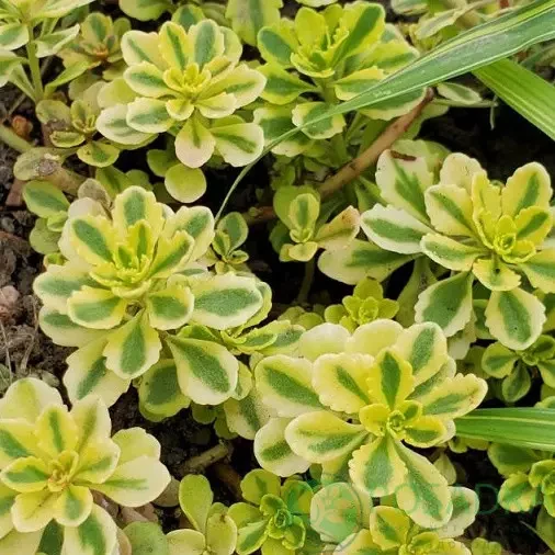 Саженцы Sedum middendorfianum седум Миддендорфа в контейнере 0,5л