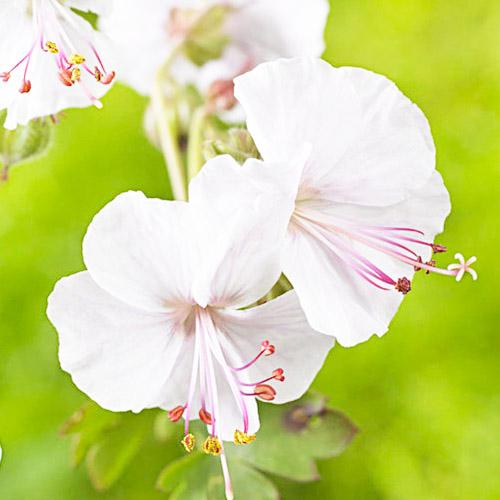 Герань Florium Biokovo (2668)