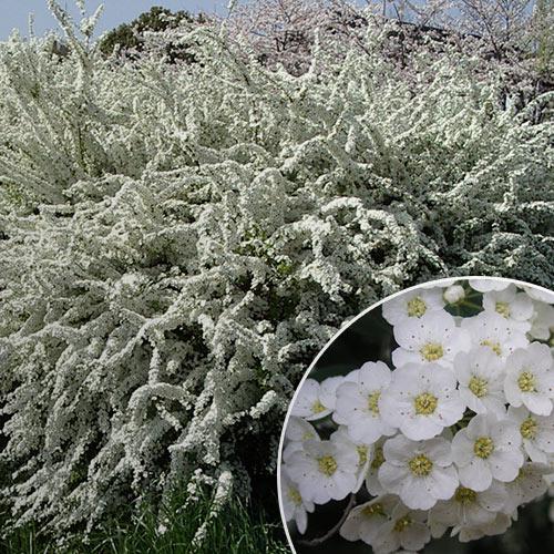 Спірея біла Вангута до 40 см - фото 3 Спірея біла Вангута до 40 см - фото 3