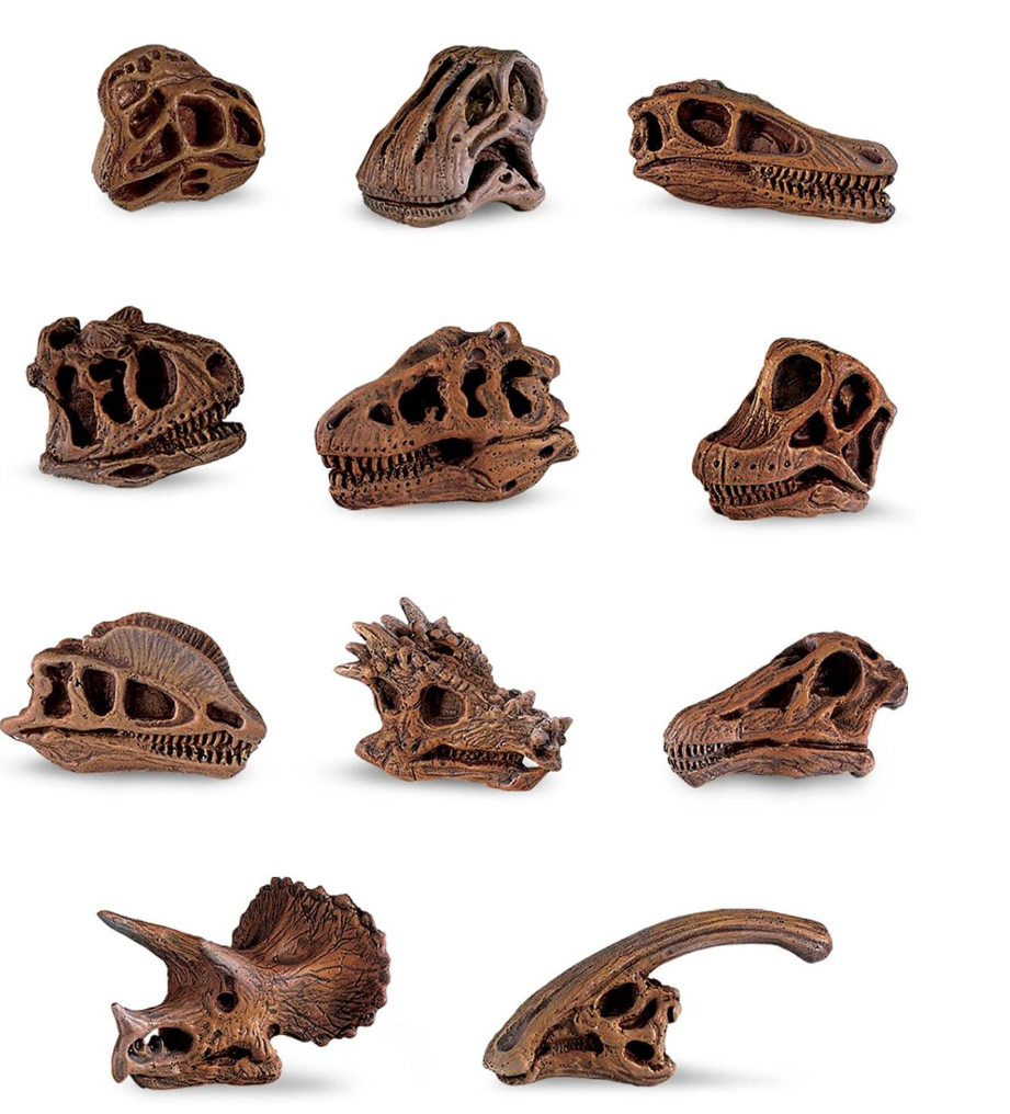 Набор фигурок Safari Ltd Черепа динозавров в тубусе (23345103)
