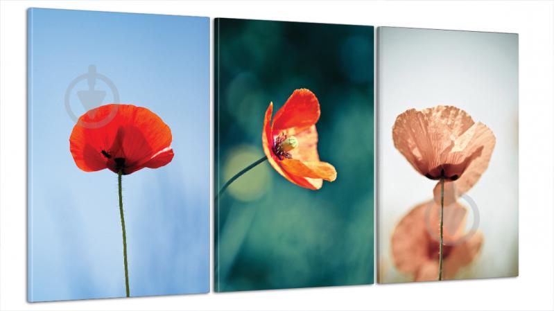 Модульна картина Poster-land Квіти Маки Art-26_B3