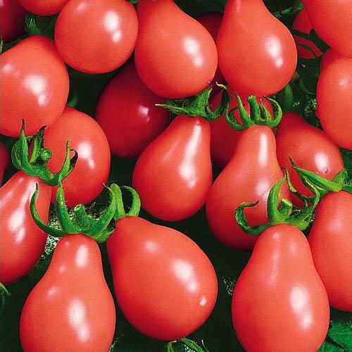 Семена Томат Florium Груша Рожевий (8911)