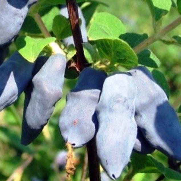 Саджанець жимолості їстівної Донька велетня горщик р9 (2070359012)