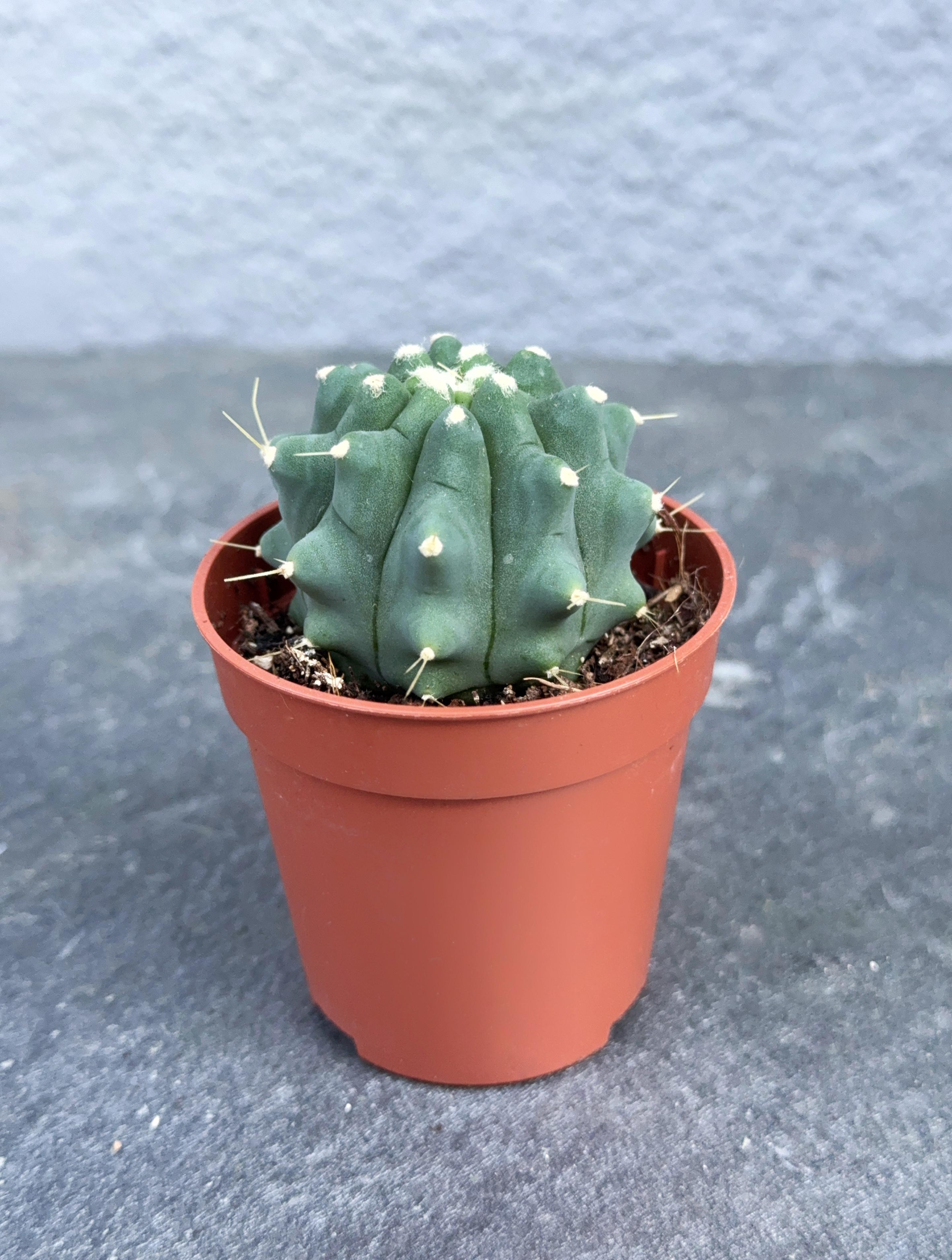 Сукулент Ферокактус безостый Ferocactus inermis 5 см