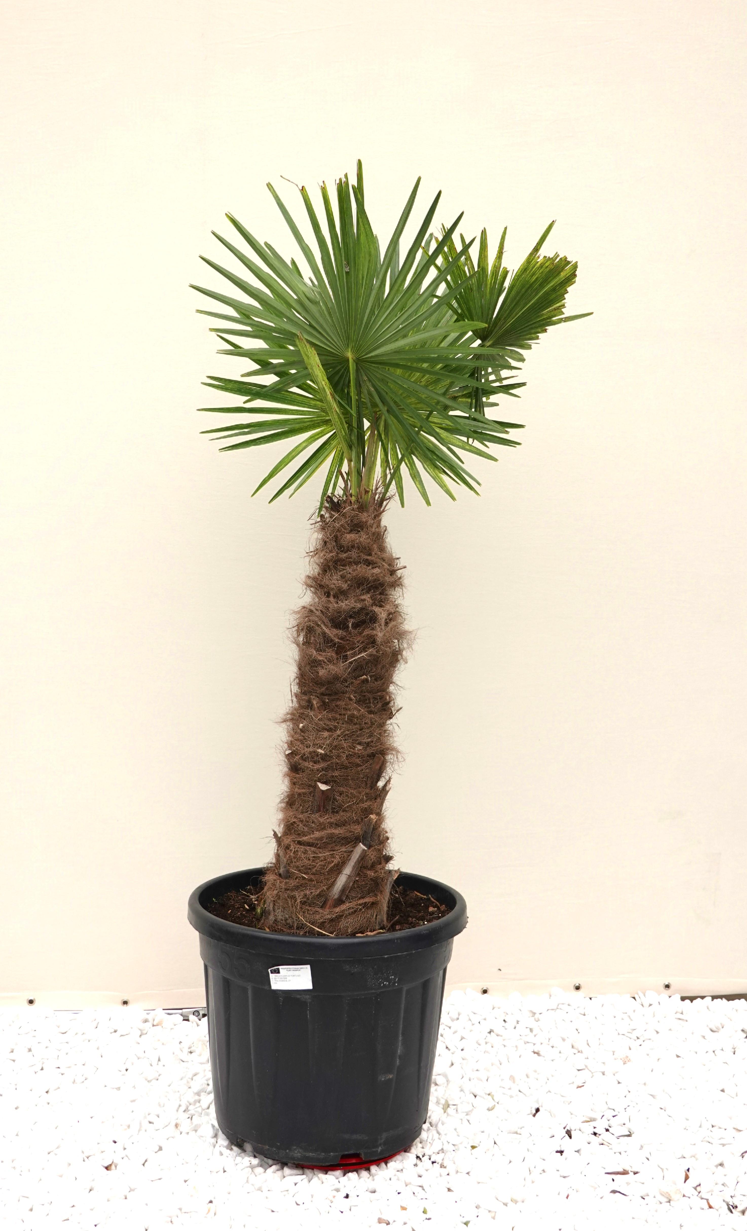 Пальма Trachycarpus Fortunei ствол 80 см горшок 50 л