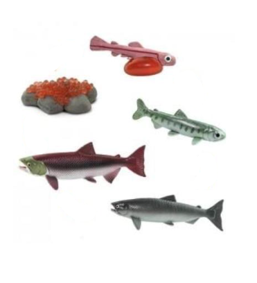 Фигурка игровая Safari Ltd Жизненный цикл лосося (100267)