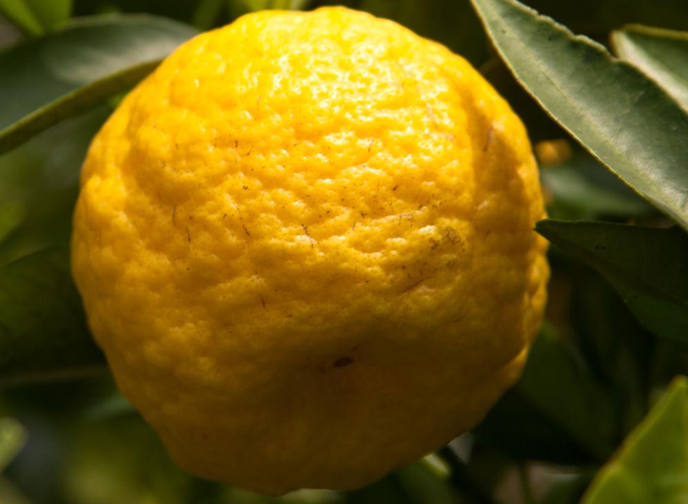 Цитрус Лиметта Пурша Citrus limetta Pursha