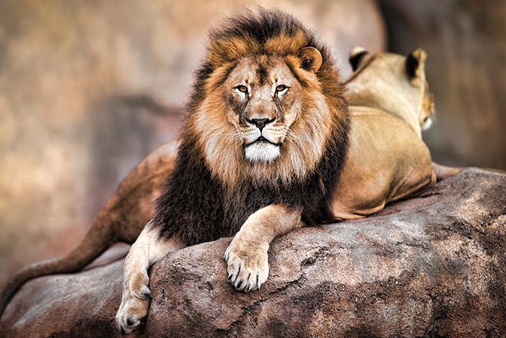 Постер плакат Гордый Король/King of the Pride 61x91,5 см