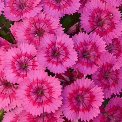 Семена цветов Гвоздика межвидовая JOLT PINK PanAmerican 25 шт. (BN06245-3)