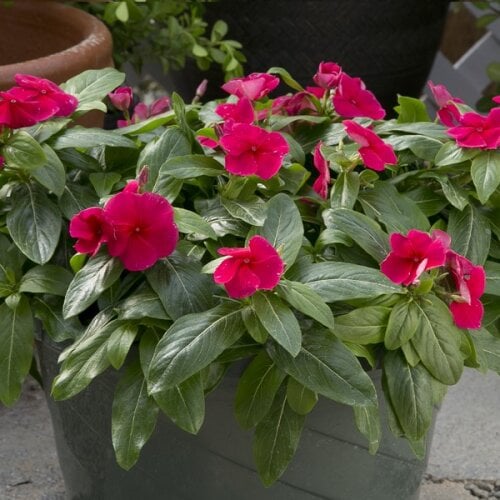 Семена цветов Катарантус розовый Solar Avalanche F1 red form. Rose Hem Genetics 10 шт. (BN09184-4)