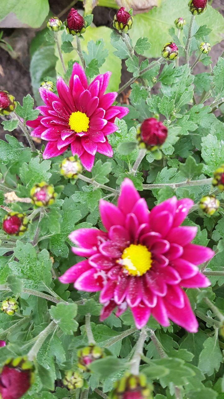 Хризантема саджанець Salto Violet Blanc/Фіолетовий (2604383158)