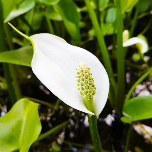 Белокрыльник Florium болотный (7295)