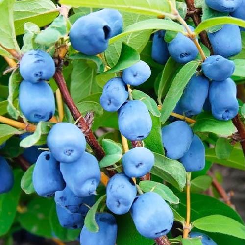 Саджанець жимолості їстівної Войтек горщик Р9 (2070339284)