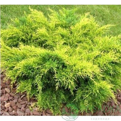 Саджанці ялівець середній Олд Голд у горщику 0,5 л - фото 2