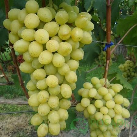 Саженцы винограда Слава України (2825768829)