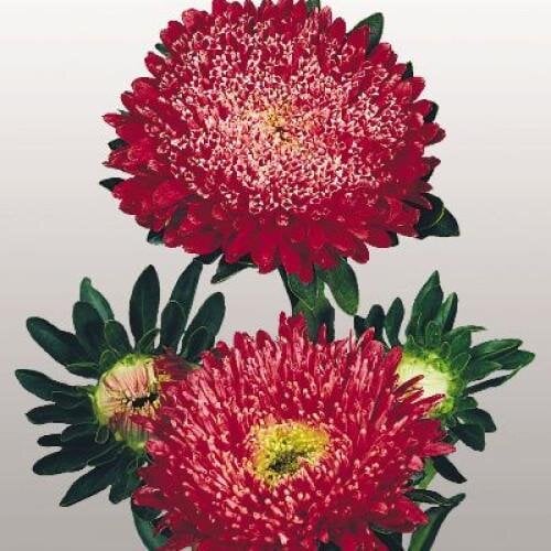 Семена цветов Астра на срез Matador Fiery Red Benary 25 шт. (BN00528-4)