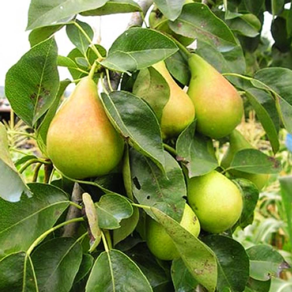 Саженец груши Яблунивская 2 летний (14965673)