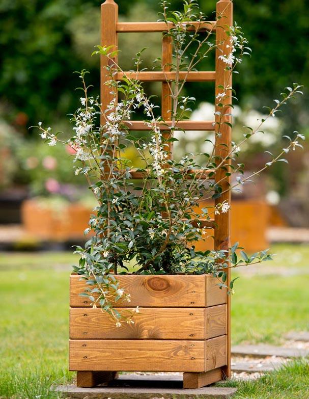 Кашпо со шпалерой из дерева Жемга Мускат (КШР-003207)