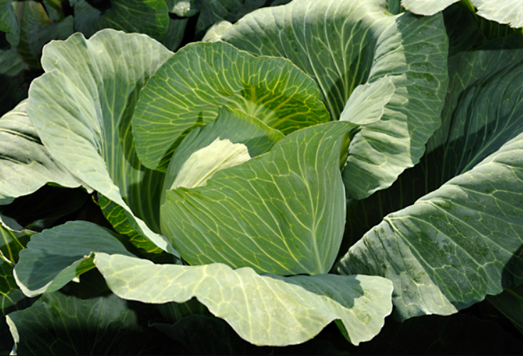 Насіння Капуста білокачанна Новатор F1 ТД Гекса-Україна 01-06-287 20 шт. (IR02475)