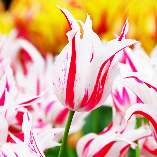 Тюльпан Florium Marilyn (11130) - фото 3