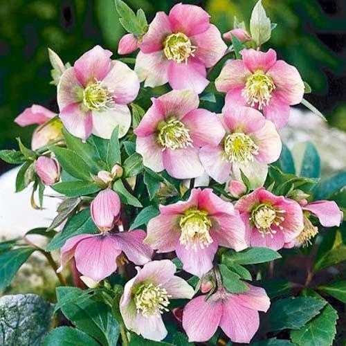 Морозник Florium Ballard Hybrids (15092) - фото 2