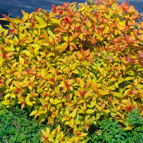 Саджанець спіреї японської Spiraea japonica Goldflame Р9 (1041577637) - фото 5 Саджанець спіреї японської Spiraea japonica Goldflame Р9 (1041577637) - фото 5
