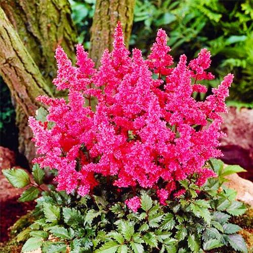 Астільба Bonn Florium